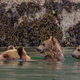 Illustration for article titled Disneys emBears/em: Bears Watching
